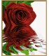 Kit Pictura Pe Numere Trandafirul Rosu