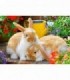 Puzzle Porcusor De Guinea Si Iepuras, 2x12 Piese