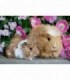 Puzzle Porcusor De Guinea Si Iepuras, 2x12 Piese