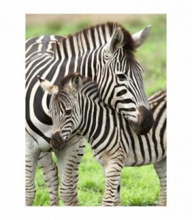 Puzzle Zebre, 300 Piese XXL
