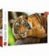 Puzzle Portretul Tigrului, 500 Piese