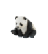 Pui De Urs Panda