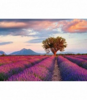 Puzzle Camp De Lavanda, 1000 Piese