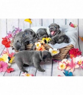 Puzzle Catelusi, 2X12 Piese