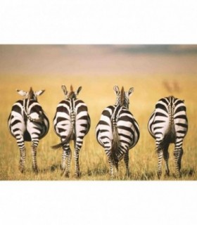 Puzzle Zebre In Savana, 300 Piese