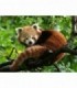 Puzzle Panda Rosu, 500 Piese