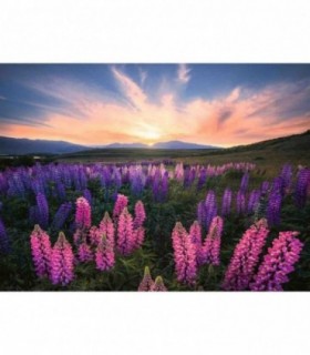 Puzzle Camp Cu Lupin, 500 Piese