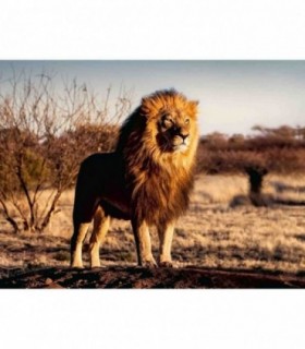 Puzzle Leu Regele Animalelor, 1500 Piese