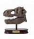 Kit De Sapat - Craniu T-Rex