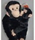 Maimuta care se agata, Cimpanzeu cu pui