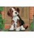 Puzzle In Cutie Animale, 12 Piese