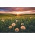 Puzzle Papadii La Apus, 500 Piese