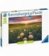 Puzzle Papadii La Apus, 500 Piese