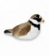 Pasare cu sunet - Prundaras Gulerat Mic (Ringed Plover)