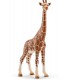 Girafa, Femela