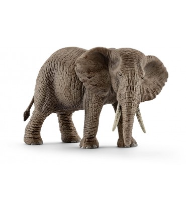 Elefant African, Femela