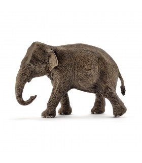 Elefant Asiatic, Femela